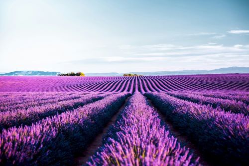 Private Tour: Provence Lavender Escape: Private Day Trip from Marseille